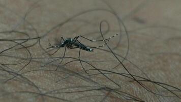 Close-up of a common mosquito, Aedes aegypti, actively feeding on human skin, showcasing its proboscis extracting blood. video