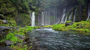 a river flowing through a lush green forest video
