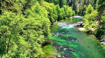 a river surrounded by trees and green water video