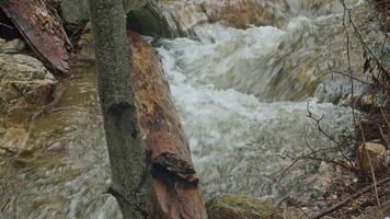 water flowing over rocks and logs in the woods video