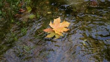 a single leaf floating in a stream of water video