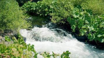 a stream of water flowing through a lush green forest video