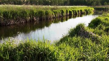 a river running through a grassy field video