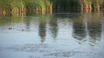 ducks swimming in the lake near tall grass video