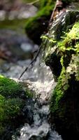 water flowing over mossy rocks in a forest video