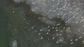 A top-down aerial view of a flock of seagulls taking off from the beach shores. Aerial view of a flock of gulls soaring over the surface of the coastline at sunset on a summer day. video