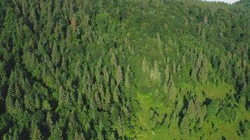 Aerial view of fir and pine trees in a green coniferous forest on a sunny summer day. video