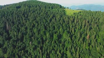 antenn Drönare se av tall träd i en barr- skog. blast av träd i en barr- skog från en fåglar öga se. video
