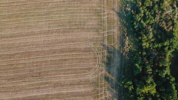 Exploring the border of field and woodland in early morning light video