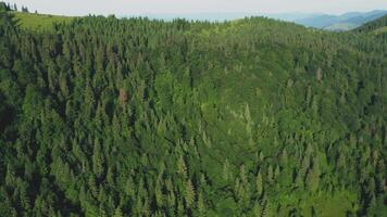 Aerial view of fir and pine trees in a green coniferous forest on a sunny summer day. Drone footage of a coniferous forest. Trees in a coniferous forest from a bird's eye view. video