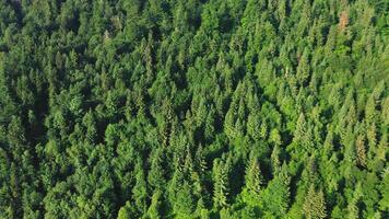 aereo fuco metraggio di Treetops nel un' conifero foresta. cime di alberi nel un' conifero foresta a partire dal un' uccelli occhio Visualizza. video