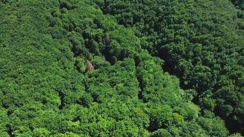 aereo Visualizza di misto verde foresta albero cime su un' estate giorno. cime di alberi nel un' conifere-decidue foresta a partire dal un' uccelli occhio Visualizza. video