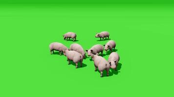 Animated 3d pigs on green screen video