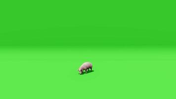 Animation of a sheep on a green screen video