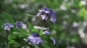 blue hydrangea flowers and bushes blooming in the rain in mountains in Japan, Kobe video