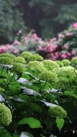 Hydrangea blooming in the rain and fog in mountains, roses in the background video