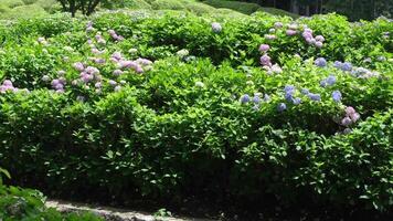 blue hydrangea flowers and bushes blooming in the sun in mountains in Japan, Kobe video