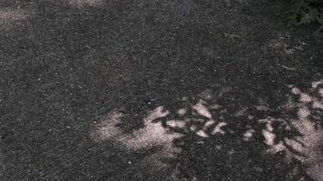 Gray shadow of the leaves on concrete pavement outdoors, abstract background video