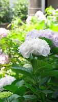 white hydrangea flowers and bushes blooming in sun in mountains in Japan, Kobe video