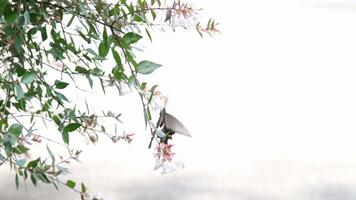 Beautiful black butterfly in summer on white Abelia grandiflora flower, copy space video
