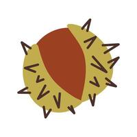 Open chestnut with prickly shell. illustration. vector