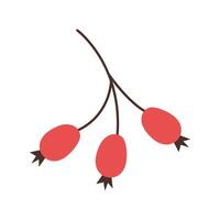 Rosehip branch. Autumn forest element. illustration. vector