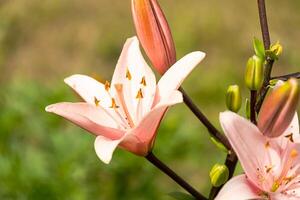 Delicate pink lily flower blooming in garden, with buds and green leaves on a soft focus background. photo