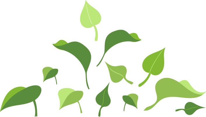 botany elements isolated on white background, hand drawn flat green leaves of tea, basil, lemon or lilac bush, leaf set for Nature ecology theme with eco foliage
