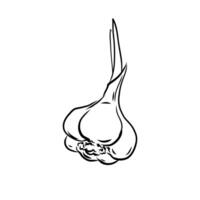 Minimalist outline drawing of garlic, sketched by hand and placed on white. Ideal for culinary branding, menu designs, or kitchen themed graphic projects vector