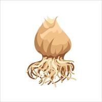 Botanical illustration of a bulb with roots vector