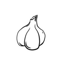 Hand drawn illustration of isolated line art garlic on white background, outline vegetable icons for your design, menu, mockup, educational coloring book for children, food ingredient vector