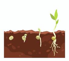 Plant growth stages in soil vector