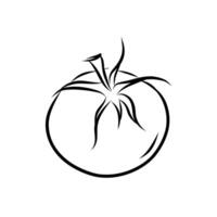 Hand drawn tomato in clean outline style, standing alone on a white background. Great for menus, children activity books, or ingredient focused graphic projects vector