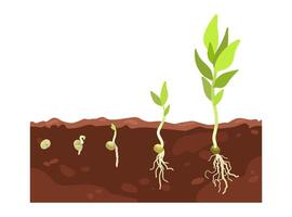 Stages of plant growth vector
