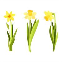 Yellow daffodils with green leaves vector
