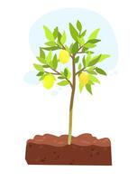Lemon tree with ripe lemons vector