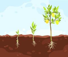 Stages of lemon tree growth vector
