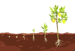 Lemon tree growth stages illustration vector
