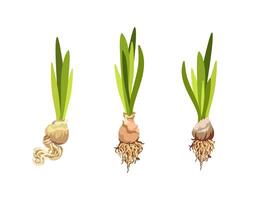 Bulbs with green shoots and roots vector