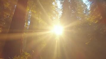 Sunlight streaming through the majestic redwood trees in a lush forest setting creates a tranquil and scenic view video