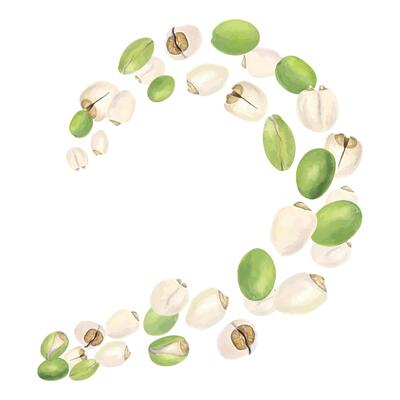 Levitating peeled and unpeeled lotus nuts watercolor illustration isolated background. Water lily seeds or makhana border for healthy food packaging, nutrition guides, and vegan product labels.