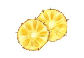 Two ripe round pineapple slices watercolor illustration isolated background. Hand painted tropical cross section fruit composition for food packaging, menu design, healthy lifestyle project vector