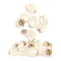 Popcorn kernels in various shapes vector