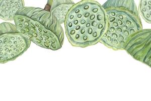 Close-up of lotus seed pods vector