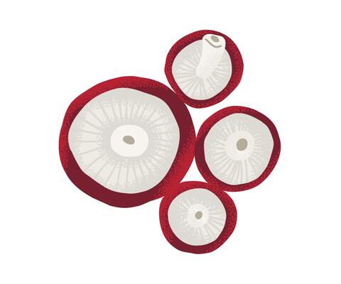 Sliced mushrooms top view, stylized botanical illustration of edible fungi, minimal and clean design on white background.