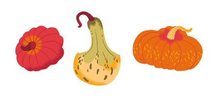 Colorful pumpkins for autumn decorations vector