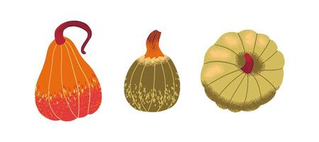 colorful decorative gourds in various shapes vector