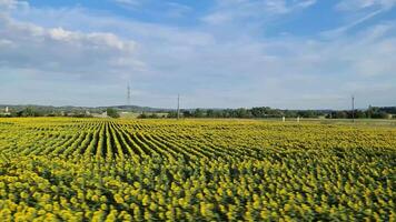 Vibrant sunflower fields stretching across rural landscape, rolling past train window during sun drenched summer journey through European countryside. video