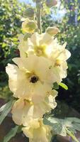 Fuzzy bumblebee gathering golden pollen from delicate light yellow hollyhock bloom, showcasing vibrant summer garden ecosystem. video