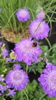 Vibrant bumblebee hovering near purple Scabiosa flower, delicately gathering pollen while supporting garden ecosystem during summer bloom. video